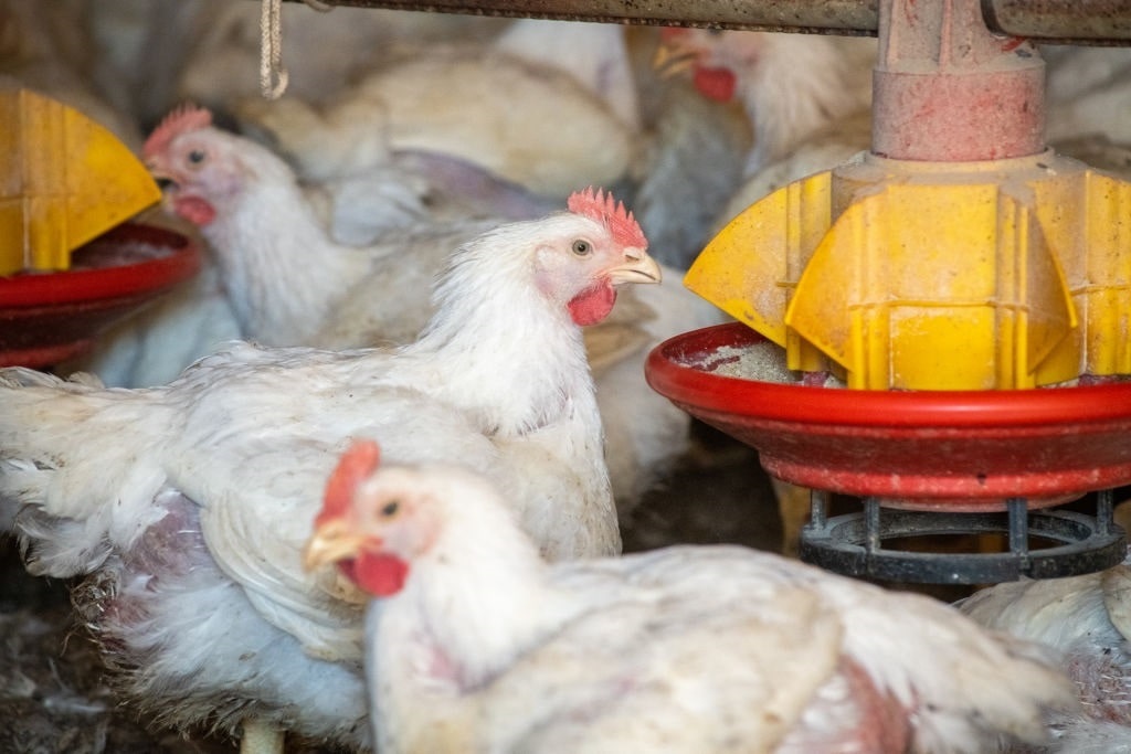 GettyImages-1404569776 (1) chicken