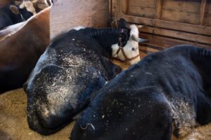GettyImages-1430416636 cows