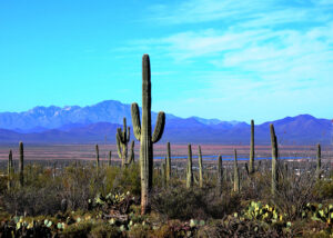 Arizona cactus