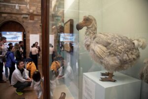 GettyImages-951036262 dodo bird