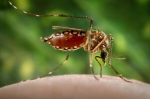 GettyImages-971015448 mosquito